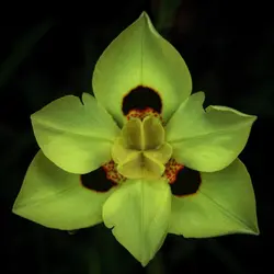 بذر زنبق آفریقایی بایکالر  بسته یک عددی  Two Colored African Iris  Dietes bicolor Seeds