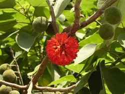 بذر توت کاغذی <br> بسته 5 عددی <br> Paper Mulberry Seeds <br><i><b>Broussonetia papyrifera</i> Seeds</b>