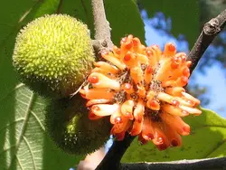 بذر توت کاغذی <br> بسته 5 عددی <br> Paper Mulberry Seeds <br><i><b>Broussonetia papyrifera</i> Seeds</b>