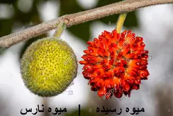 بذر توت کاغذی <br> بسته 5 عددی <br> Paper Mulberry Seeds <br><i><b>Broussonetia papyrifera</i> Seeds</b>