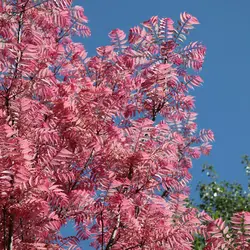 بذر تون قرمز <br> بسته 5 عددی بذر <br> Red Toon Seeds <br><i><b> Toona sinensis </i> Seeds</b>