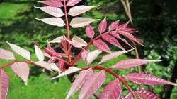 بذر تون قرمز <br> بسته 5 عددی بذر <br> Red Toon Seeds <br><i><b> Toona sinensis </i> Seeds</b>
