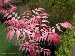 بذر تون قرمز <br> بسته 5 عددی بذر <br> Red Toon Seeds <br><i><b> Toona sinensis </i> Seeds</b>