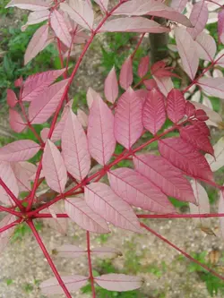 بذر تون قرمز <br> بسته 5 عددی بذر <br> Red Toon Seeds <br><i><b> Toona sinensis </i> Seeds</b>