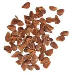 بذر تون قرمز <br> بسته 5 عددی بذر <br> Red Toon Seeds <br><i><b> Toona sinensis </i> Seeds</b>