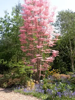 بذر تون قرمز <br> بسته 5 عددی بذر <br> Red Toon Seeds <br><i><b> Toona sinensis </i> Seeds</b>