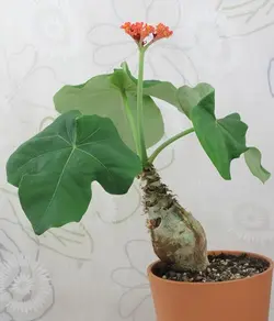 بذر جاتروفا بطری <br> بسته یک عددی <br> BottlePlant Shrub <br> Jatropha podagrica Seeds