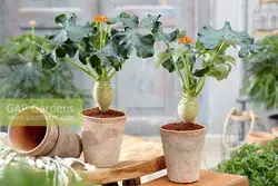 بذر جاتروفا بطری <br> بسته یک عددی <br> BottlePlant Shrub <br> Jatropha podagrica Seeds