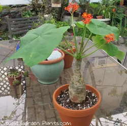 بذر جاتروفا بطری <br> بسته یک عددی <br> BottlePlant Shrub <br> Jatropha podagrica Seeds