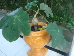 بذر جاتروفا بطری <br> بسته یک عددی <br> BottlePlant Shrub <br> Jatropha podagrica Seeds