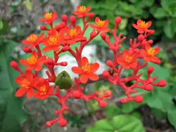 بذر جاتروفا بطری <br> بسته یک عددی <br> BottlePlant Shrub <br> Jatropha podagrica Seeds