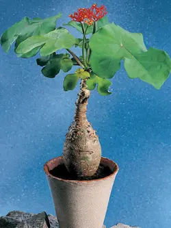 بذر جاتروفا بطری <br> بسته یک عددی <br> BottlePlant Shrub <br> Jatropha podagrica Seeds