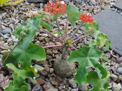 بذر جاتروفا بطری <br> بسته یک عددی <br> BottlePlant Shrub <br> Jatropha podagrica Seeds