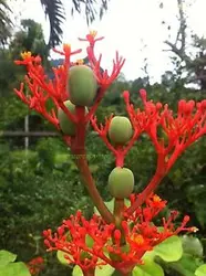 بذر جاتروفا بطری <br> بسته یک عددی <br> BottlePlant Shrub <br> Jatropha podagrica Seeds
