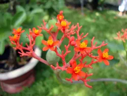 بذر جاتروفا بطری <br> بسته یک عددی <br> BottlePlant Shrub <br> Jatropha podagrica Seeds