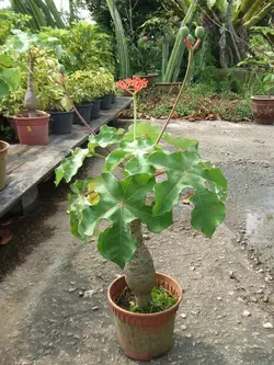 بذر جاتروفا بطری <br> بسته یک عددی <br> BottlePlant Shrub <br> Jatropha podagrica Seeds
