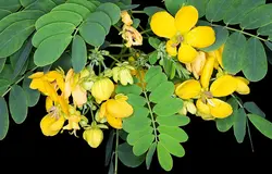 بذر سنا آبشاری <br> بسته 5 عددی <br> Glossy shower Senna <br><i><b> Senna surattensis </i> Seeds</b>