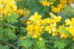 بذر سنا آبشاری <br> بسته 5 عددی <br> Glossy shower Senna <br><i><b> Senna surattensis </i> Seeds</b>