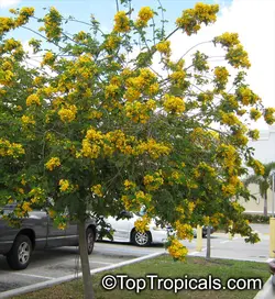 بذر سنا آبشاری <br> بسته 5 عددی <br> Glossy shower Senna <br><i><b> Senna surattensis </i> Seeds</b>