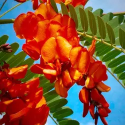 بذر سسبان سرخ <br> بسته 5 عددی بذر <br> Scarlet Sesban <br><i><b> Sesbania punicea </i> Seeds </b>