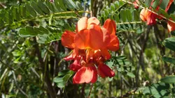 بذر سسبان سرخ <br> بسته 5 عددی بذر <br> Scarlet Sesban <br><i><b> Sesbania punicea </i> Seeds </b>