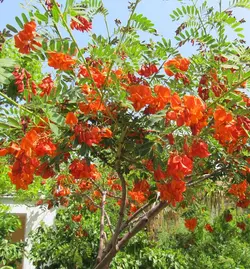 بذر سسبان سرخ <br> بسته 5 عددی بذر <br> Scarlet Sesban <br><i><b> Sesbania punicea </i> Seeds </b>