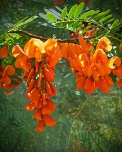 بذر سسبان سرخ <br> بسته 5 عددی بذر <br> Scarlet Sesban <br><i><b> Sesbania punicea </i> Seeds </b>