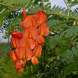 بذر سسبان سرخ <br> بسته 5 عددی بذر <br> Scarlet Sesban <br><i><b> Sesbania punicea </i> Seeds </b>