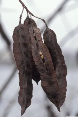 بذر سسبان سرخ <br> بسته 5 عددی بذر <br> Scarlet Sesban <br><i><b> Sesbania punicea </i> Seeds </b>