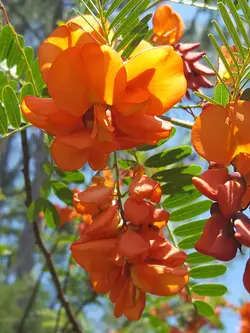 بذر سسبان سرخ <br> بسته 5 عددی بذر <br> Scarlet Sesban <br><i><b> Sesbania punicea </i> Seeds </b>
