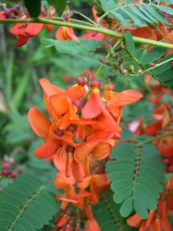 بذر سسبان سرخ <br> بسته 5 عددی بذر <br> Scarlet Sesban <br><i><b> Sesbania punicea </i> Seeds </b>