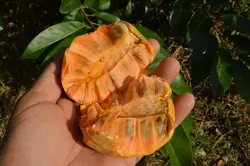 بذر سیب برکه <br> یک عدد بذر <br> Pond Apple Seeds <br> <i><b>Annona glabra</i> Seeds</b>