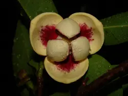 بذر سیب برکه <br> یک عدد بذر <br> Pond Apple Seeds <br> <i><b>Annona glabra</i> Seeds</b>