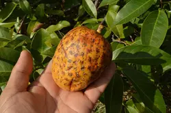 بذر سیب برکه <br> یک عدد بذر <br> Pond Apple Seeds <br> <i><b>Annona glabra</i> Seeds</b>