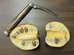 بذر سیب برکه <br> یک عدد بذر <br> Pond Apple Seeds <br> <i><b>Annona glabra</i> Seeds</b>