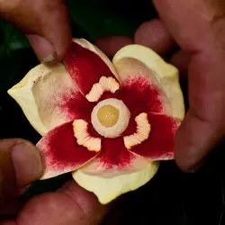 بذر سیب برکه <br> یک عدد بذر <br> Pond Apple Seeds <br> <i><b>Annona glabra</i> Seeds</b>