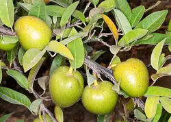 بذر سیب برکه <br> یک عدد بذر <br> Pond Apple Seeds <br> <i><b>Annona glabra</i> Seeds</b>