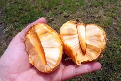 بذر سیب برکه <br> یک عدد بذر <br> Pond Apple Seeds <br> <i><b>Annona glabra</i> Seeds</b>