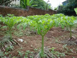 بذر سیب زمینی پا فیلی  <br> یک عدد بذر <br> Elephant Foot Yam <br><i><b>  Amorphophallus paeoniifolius </i> Seeds </b>