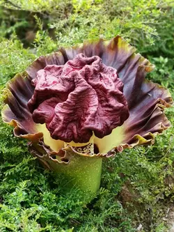 بذر سیب زمینی پا فیلی  <br> یک عدد بذر <br> Elephant Foot Yam <br><i><b>  Amorphophallus paeoniifolius </i> Seeds </b>