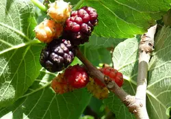 بذر شاه توت <br> بسته 10 عددی <br> Black Mulberry Seeds <br> <i><b>Morus nigra </i>Seeds</b>