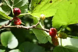 بذر شاه توت <br> بسته 10 عددی <br> Black Mulberry Seeds <br> <i><b>Morus nigra </i>Seeds</b>