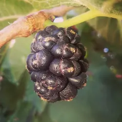 بذر شاه توت <br> بسته 10 عددی <br> Black Mulberry Seeds <br> <i><b>Morus nigra </i>Seeds</b>