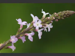 بذر شاهپسند دارویی <br> تعداد 10 عدد بذر <br>  Vervain Seeds <br><i><b> Verbena officinalis </i> Seeds </b>