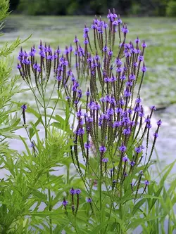 بذر شاهپسند دارویی <br> تعداد 10 عدد بذر <br>  Vervain Seeds <br><i><b> Verbena officinalis </i> Seeds </b>