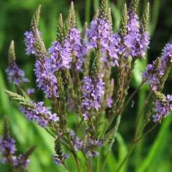 بذر شاهپسند دارویی <br> تعداد 10 عدد بذر <br>  Vervain Seeds <br><i><b> Verbena officinalis </i> Seeds </b>