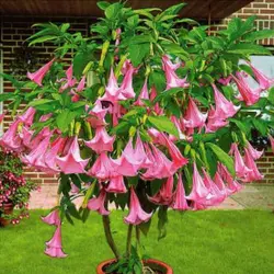 بذر شیپور فرشته (برگمانسیا) <br> بسته 5 عددی  <br> <i><b> Brugmansia suaveolens Pink </i> Seeds </b>