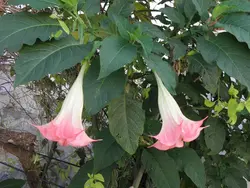 بذر شیپور فرشته (برگمانسیا) <br> بسته 5 عددی  <br> <i><b> Brugmansia suaveolens Pink </i> Seeds </b>