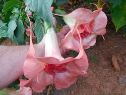 بذر شیپور فرشته (برگمانسیا) <br> بسته 5 عددی  <br> <i><b> Brugmansia suaveolens Pink </i> Seeds </b>
