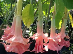 بذر شیپور فرشته (برگمانسیا) <br> بسته 5 عددی  <br> <i><b> Brugmansia suaveolens Pink </i> Seeds </b>